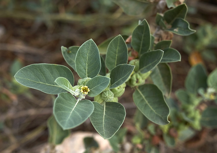 L'ashwagandha est une plante adaptogène ayurvédique.