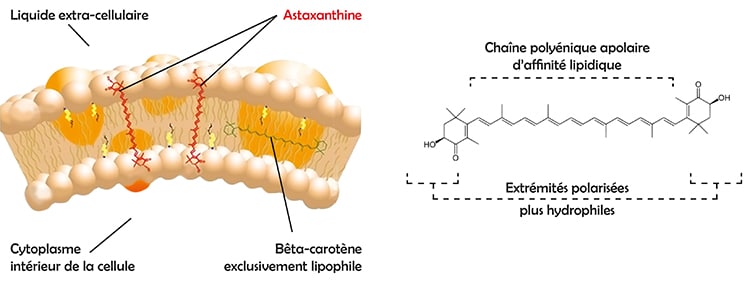 structure moleculaire astaxanthine antioxydant et position dans la membrane cellulaire.
