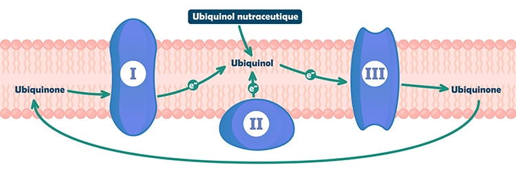 zoom sur le role de l'ubiquinol dans la chaine respiratoire des mitochondries.