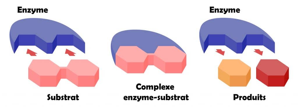 Mecanisme d'action des enzymes