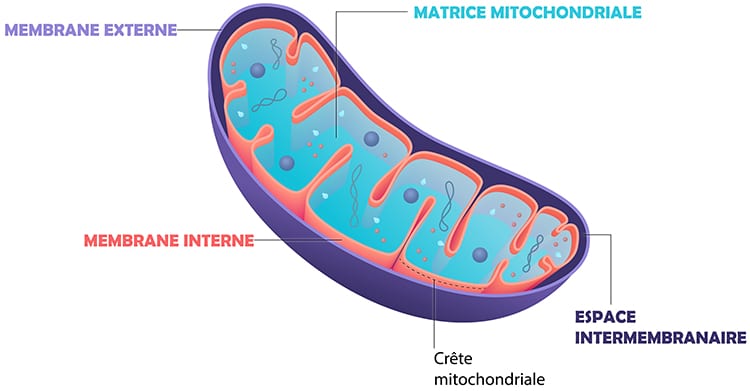 structure_mitochondrie_nutrixeal-info