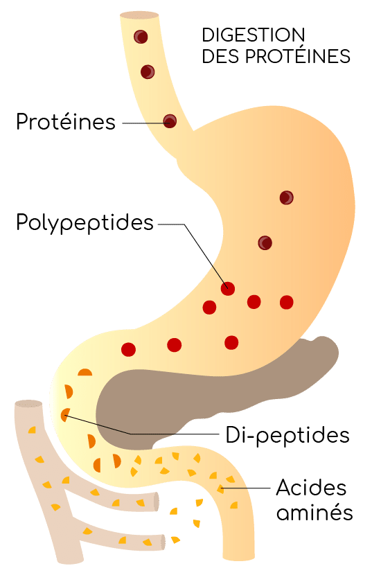 digestion des proteines
