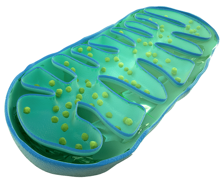 mitochondries et ubiquinol coenzyme q10 nutrixeal sport info